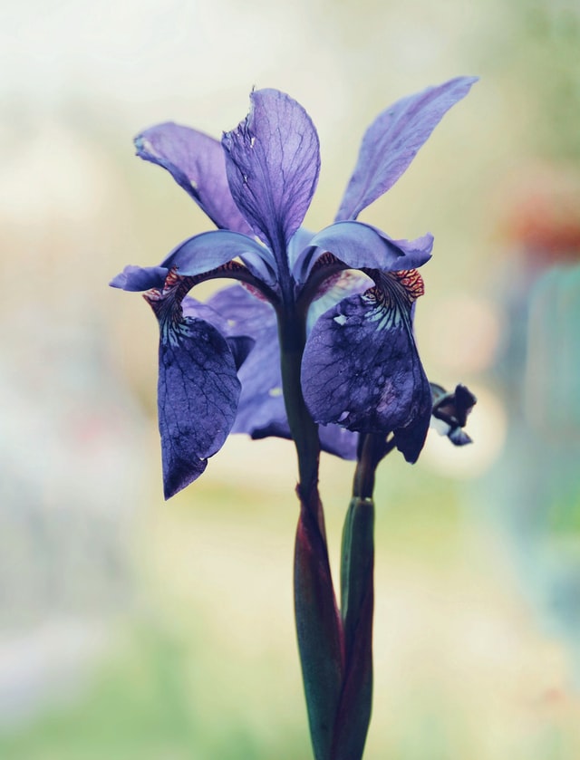 Photo of a Siberian Iris by Kristine Tanne