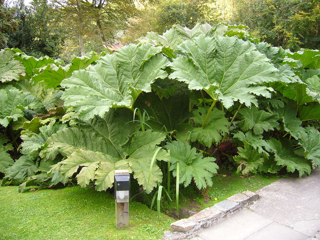 Photograph of a Giant Rhubarb, which is a large, clump-forming herbaceous perennial growing to 2.5 m tall by 4 m or more. Picture taken by Tom Oates CC-BY 3.0